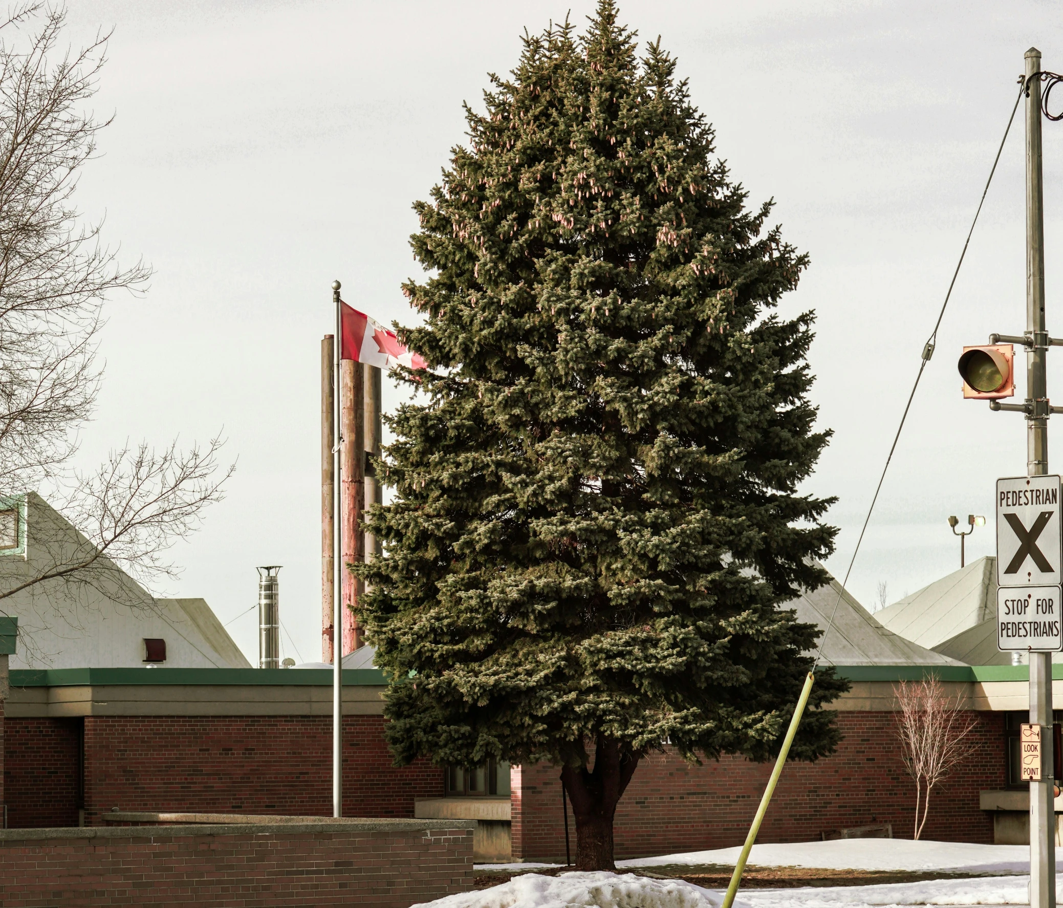 a tall tree next to a street light near a building