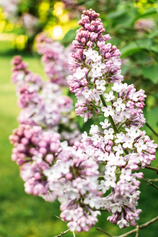 a cluster of pink and white flowers growing in a field