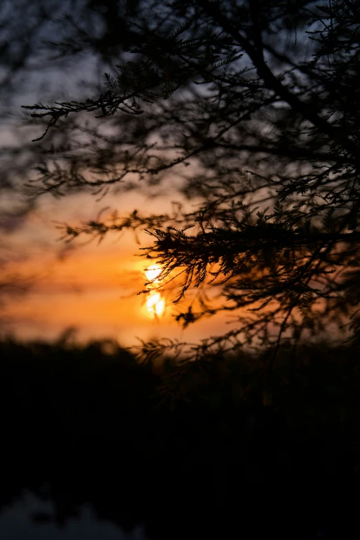 the sun is setting behind a forest