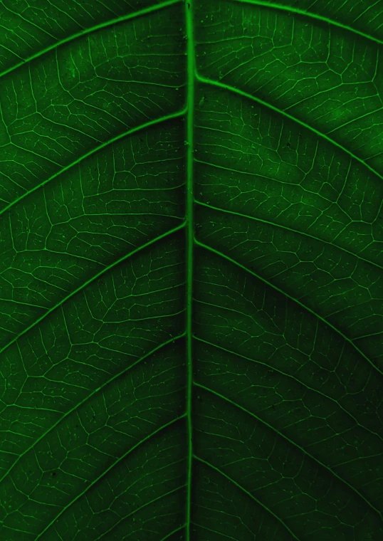 a green leaf is showing many patterns and features