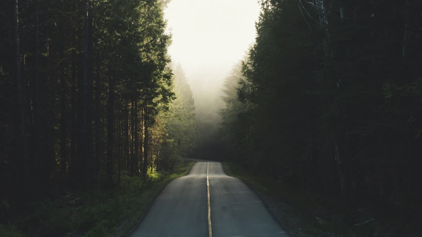 a scenic road passing through a group of tall trees