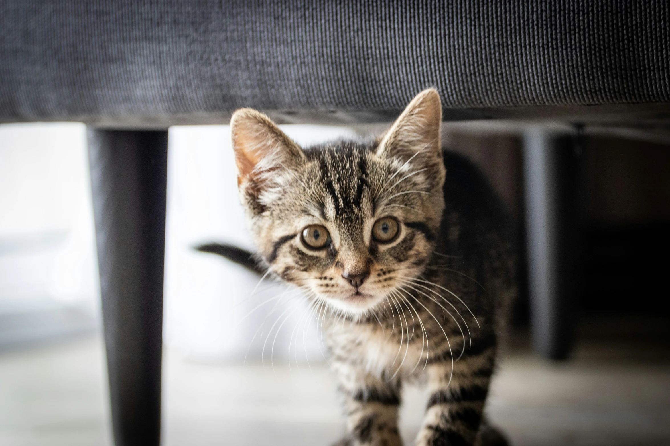 a small striped kitten is looking up while under a chair