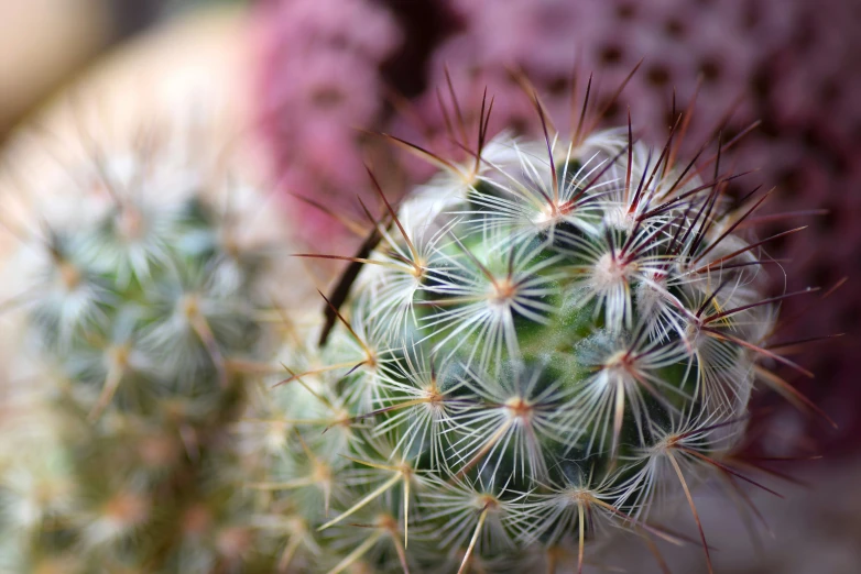 a very large green cactus in the middle of a flower