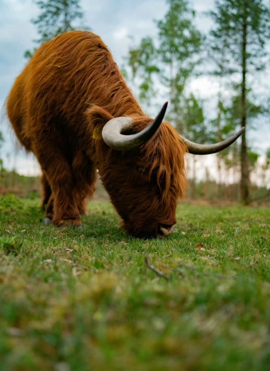 a yak with a large tusk eating grass