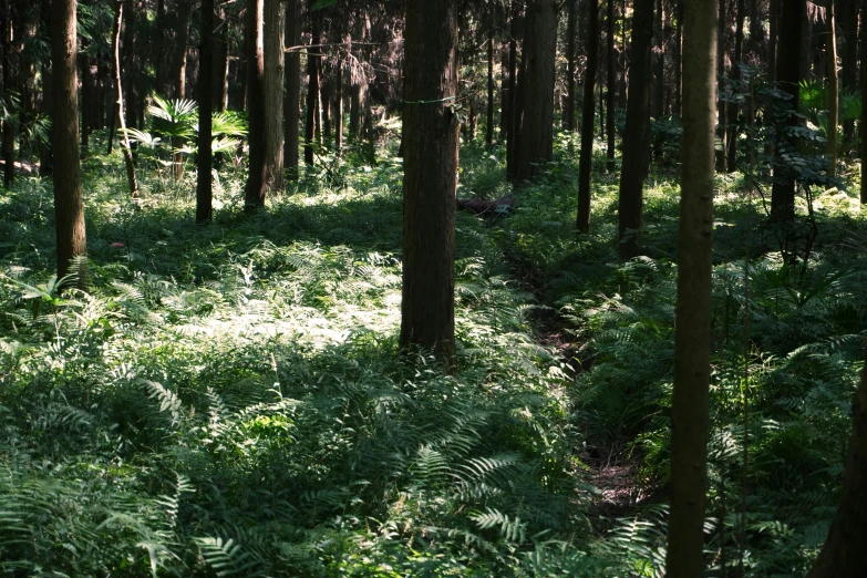 a forested area with a field and trees and ferns