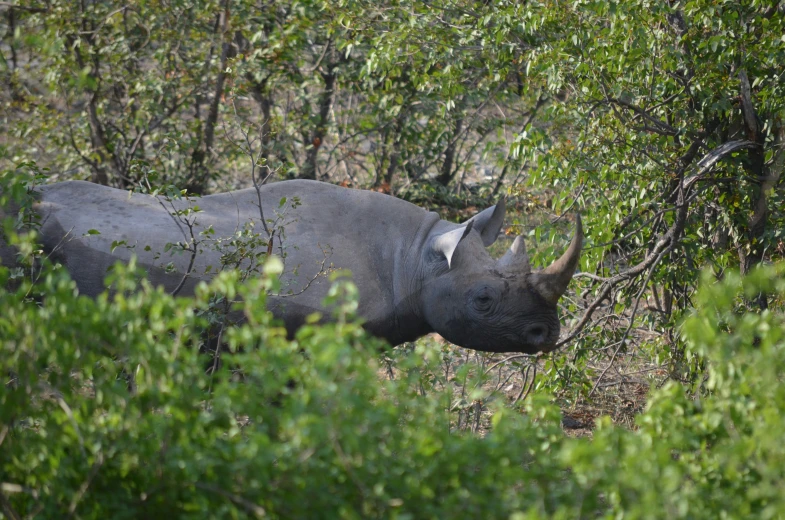 a rhino walking down the path in the woods