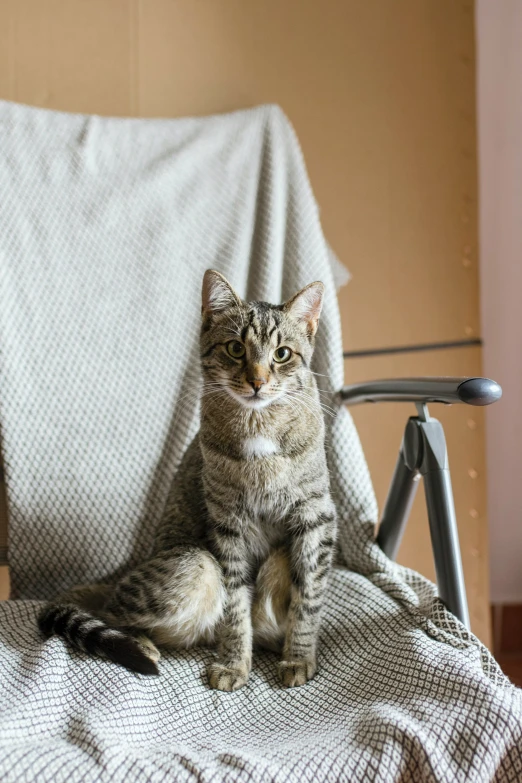 a tabby cat sitting on top of a chair