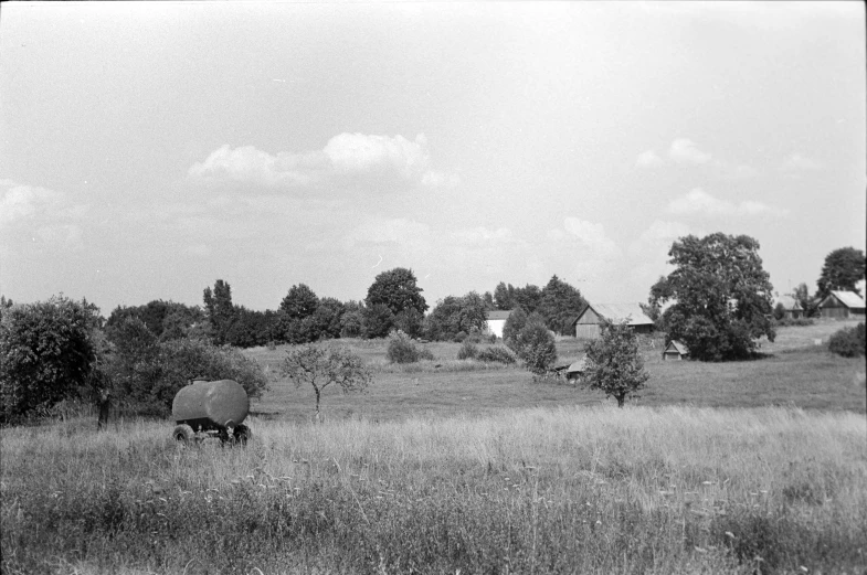 black and white image of a cow in field