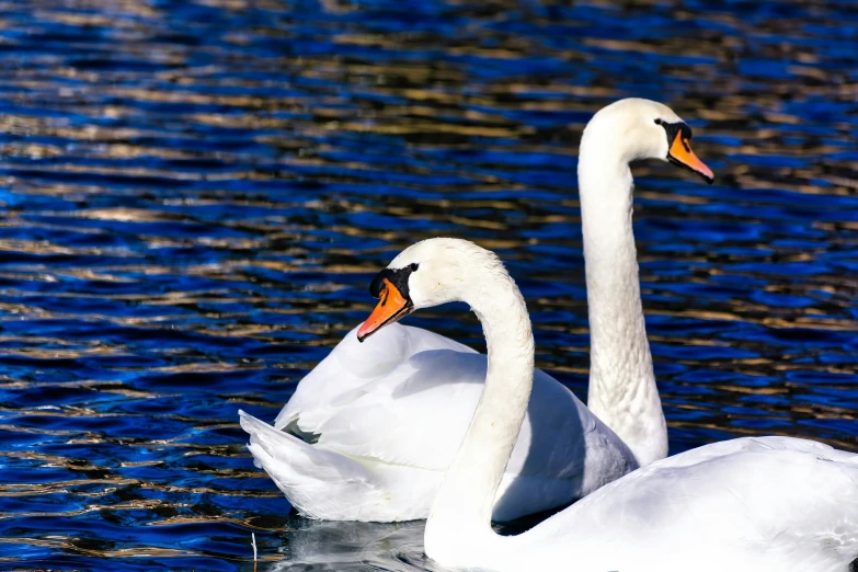 there are two white swans swimming on the lake
