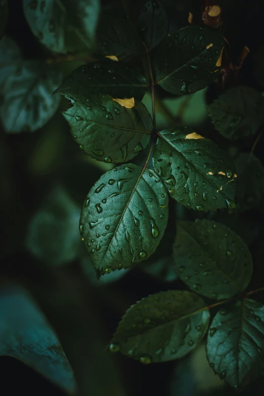 some leaves with water drops hanging on them