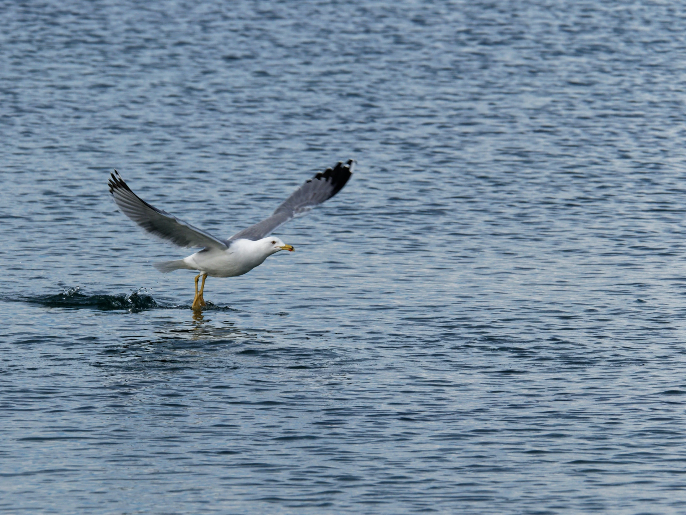 a bird flying over the ocean in front of the water