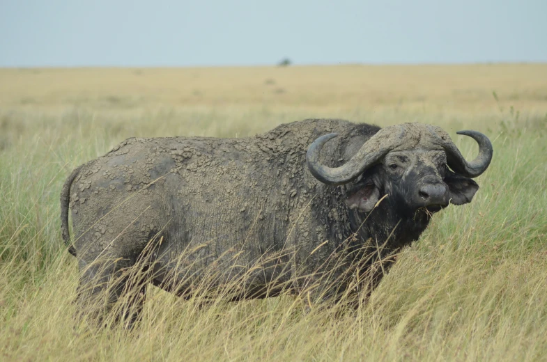 the bison is standing in the grass with its ears wide open