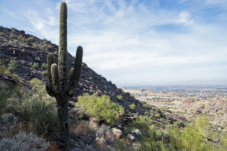 a tall cactus stands at the top of a hill