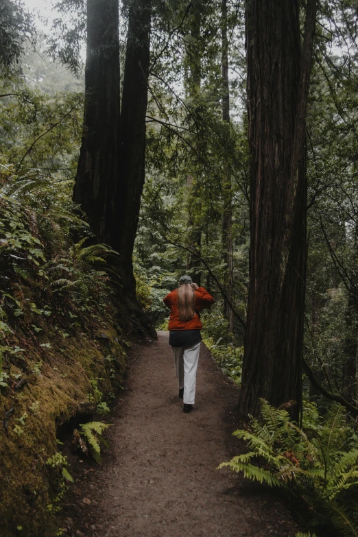 a person with a suitcase walking through the woods