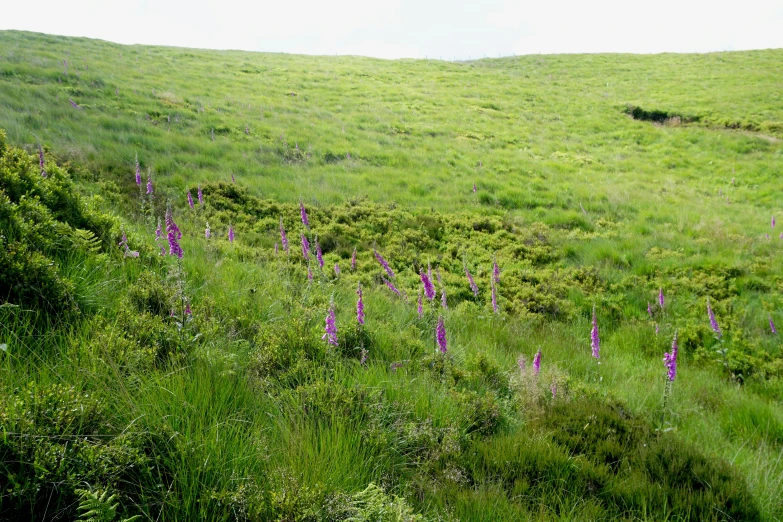 a small white cow that is standing in the grass