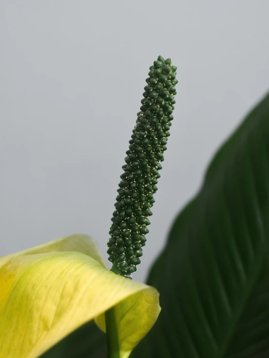 a close up of a flower with a sky background