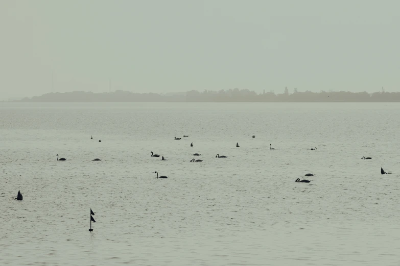 lots of birds in the water during the day