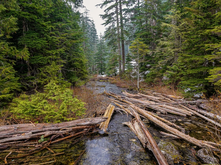 some very large trees and some water by them