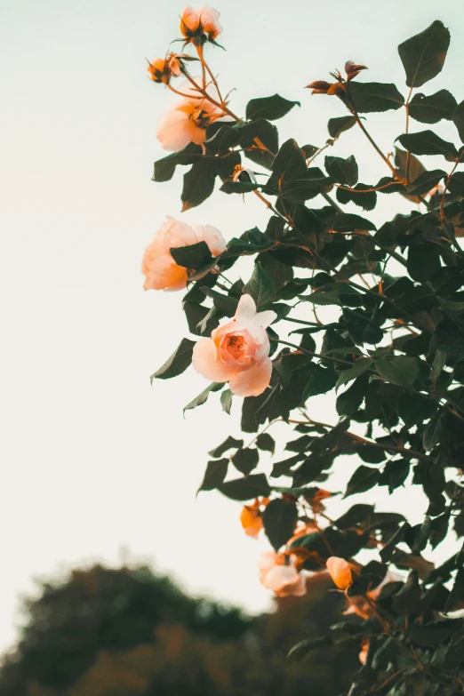 a group of white flowers sitting on top of a leafy tree