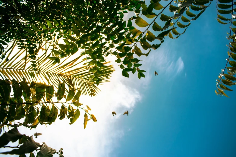 leaves and sky, looking up at birds flying overhead