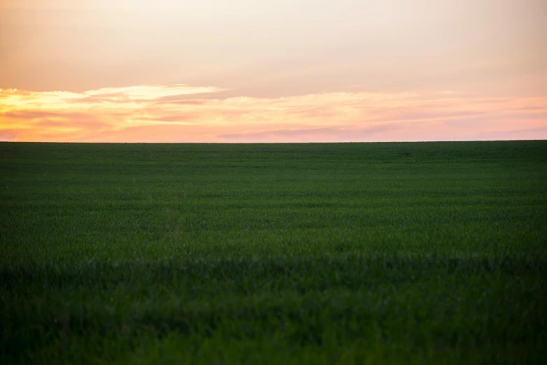 two horses in an open field of green grass