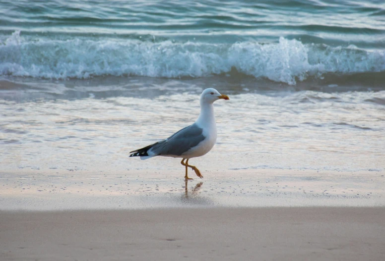 a white bird standing on top of a sandy beach