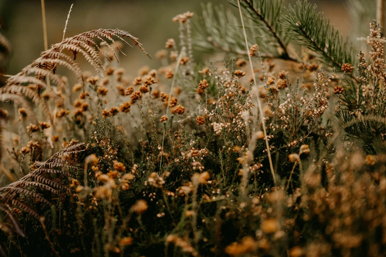 flowers and plants sit in a meadow with a blurred background