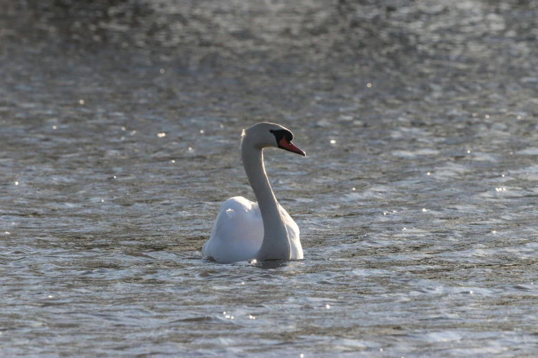 a swan swims in some very dark water