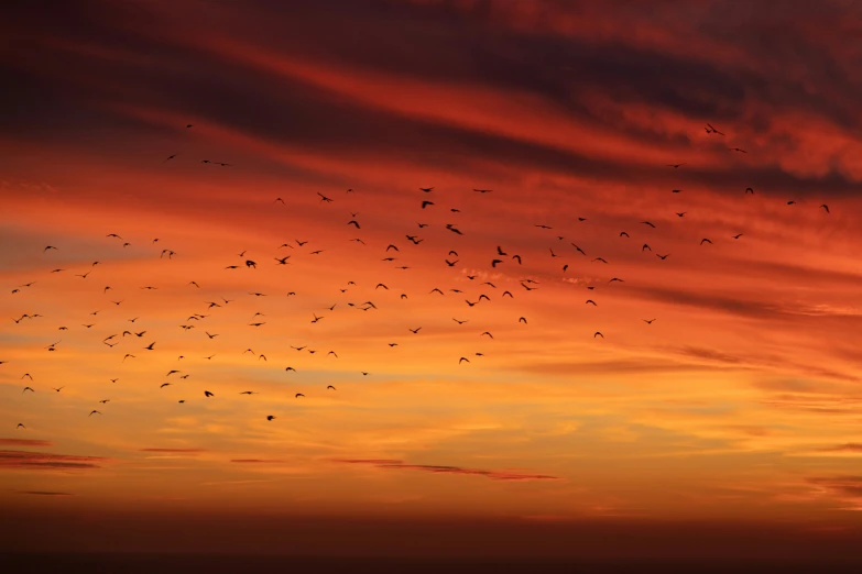 many birds are flying across the sky at sunset