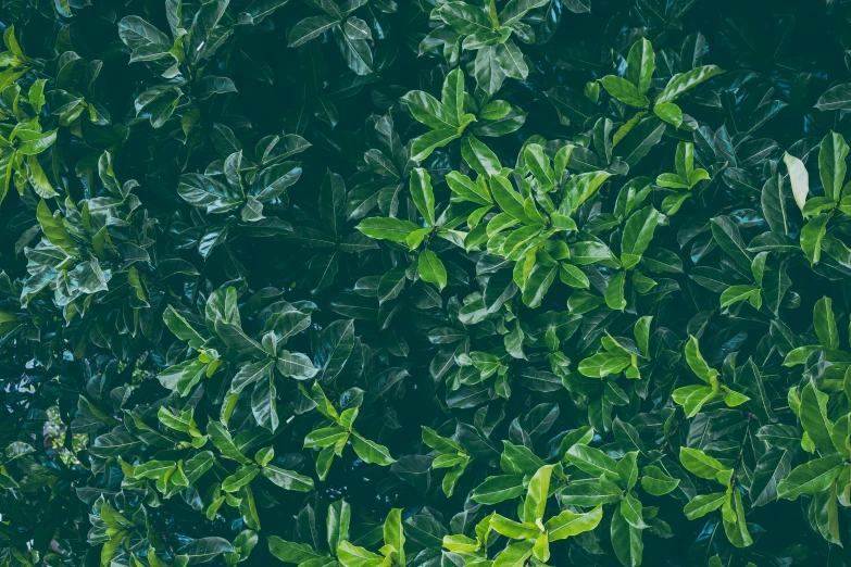 leaves and green plants of a tree that has grown in