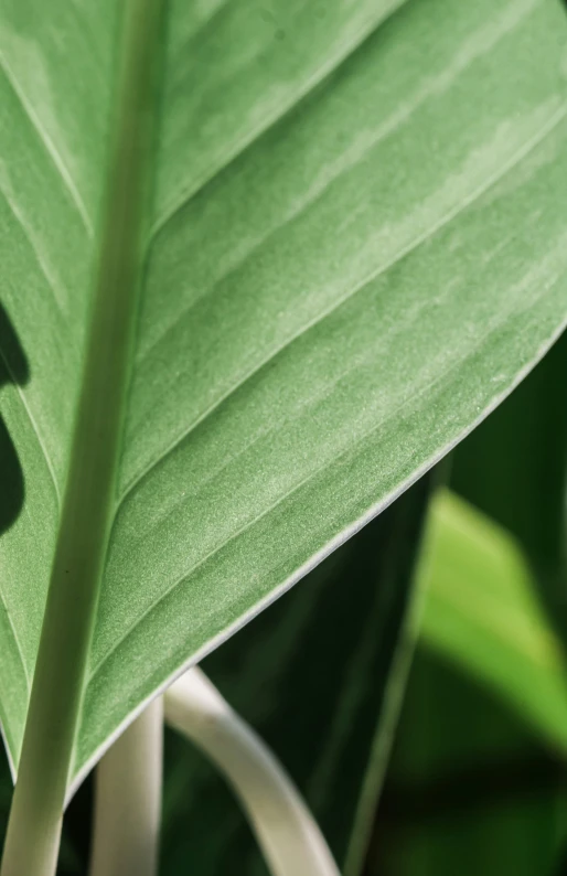 closeup of a green plant in a sunny room