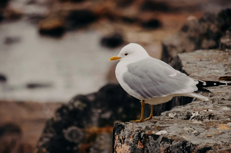 a small white and grey bird on a rocky ledge