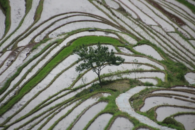 an empty tree in a field of terraces