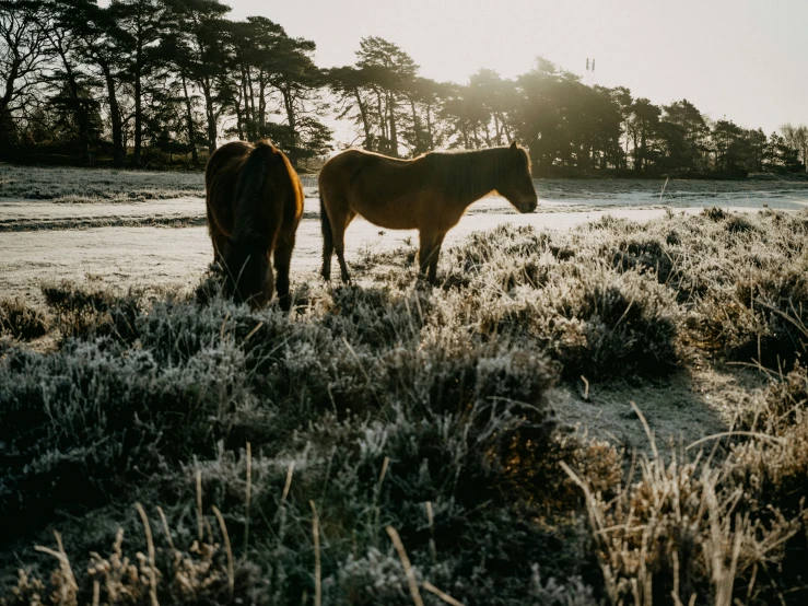 two horses standing in an open field at dusk