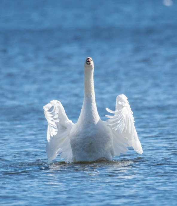 an adult swan flaps its wings above water