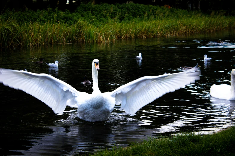 a swan is spreading its wings in the water