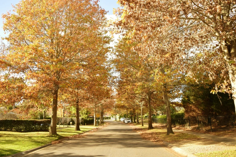 a long tree lined street with lots of fall leaves