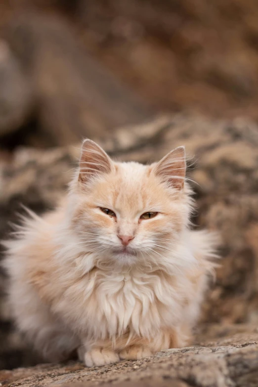 a fluffy white kitten sitting next to some rocks