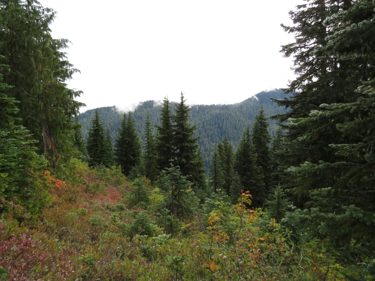 the mountain slope is full of thick pine trees