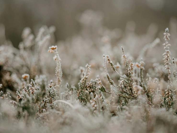 a blurry image of plants and bushes with water drops on the leaves