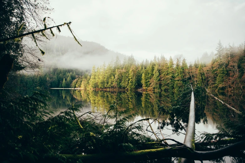 a beautiful view from inside the forest in the rain