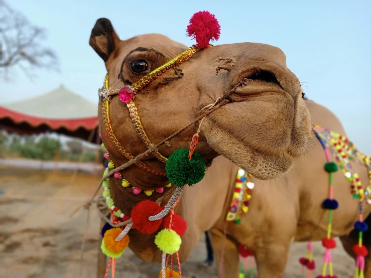 a close up of a camel wearing a headdress and decorations