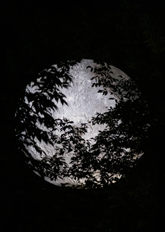 a group of trees in the dark surrounding a white plate