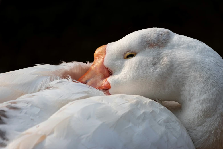 a white swan is looking into the distance while laying down