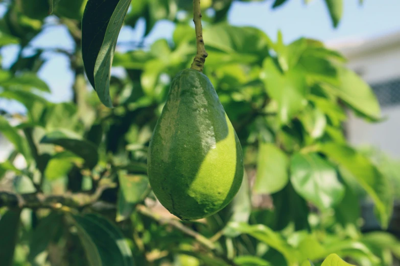 some fruit is hanging from a tree in a sunny spot