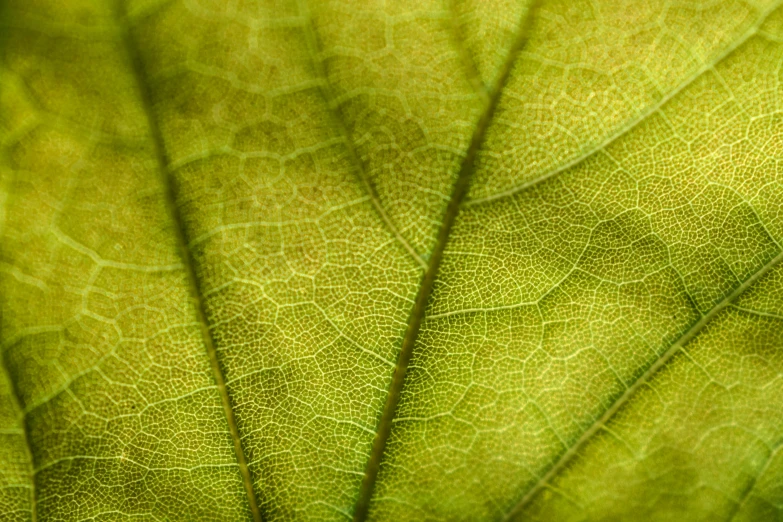 the underside of the green leaf shows it's unique patterns