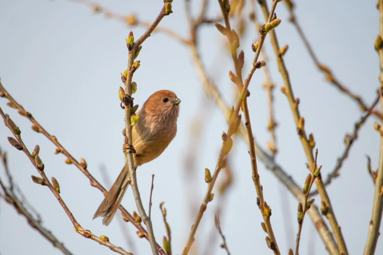 a bird is sitting on a tree nch