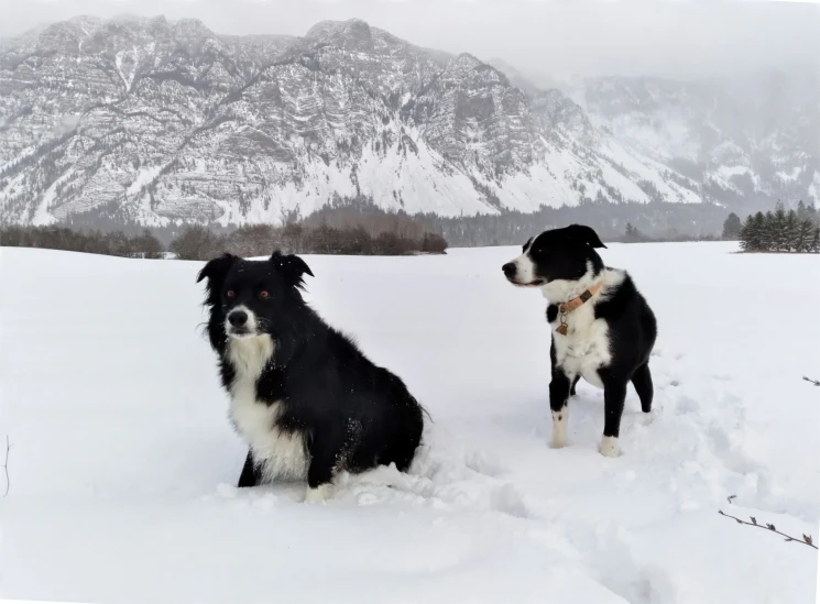 two black and white dogs standing in snow