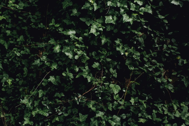 a very close up of some green plants