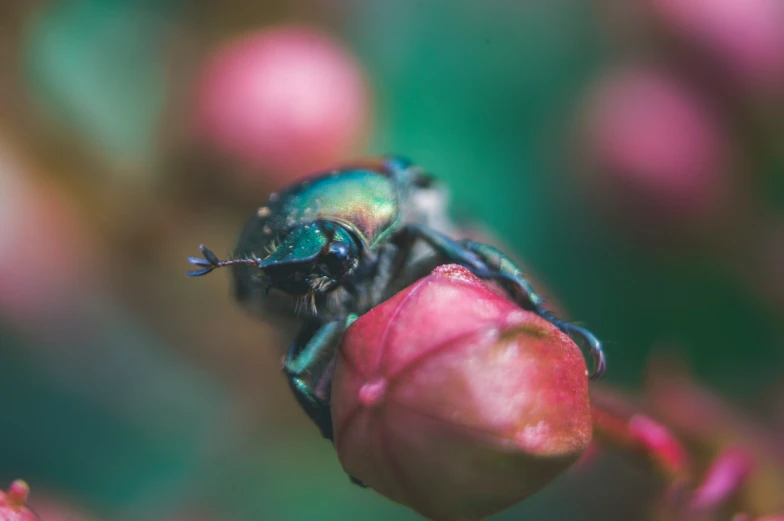 a close up image of the color changing fly